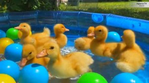 100 УТЯТ В БАССЕЙНЕ САМОЕ МИЛОЕ ВИДЕО