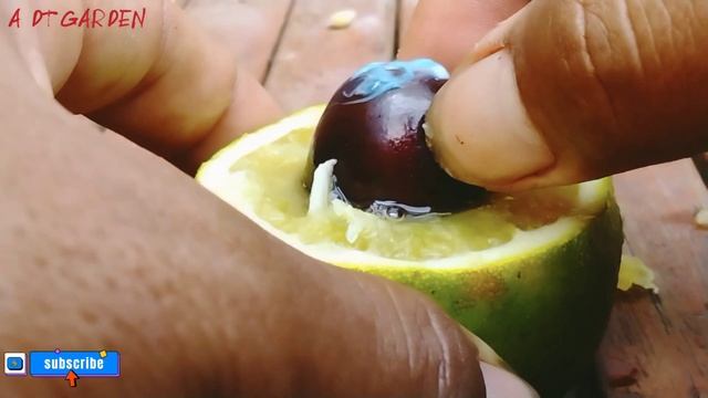 how to grow cherry tree from cherry fruits white banana 100% work смотреть онлайн