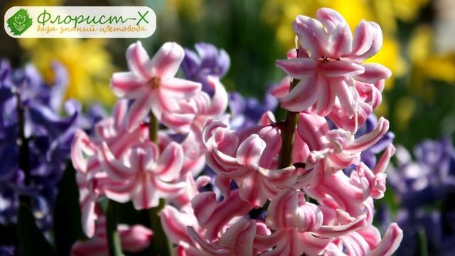 ? Уход за гиацинтами в саду: размножение и пересадка гиацинтов