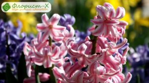 ? Уход за гиацинтами в саду: размножение и пересадка гиацинтов