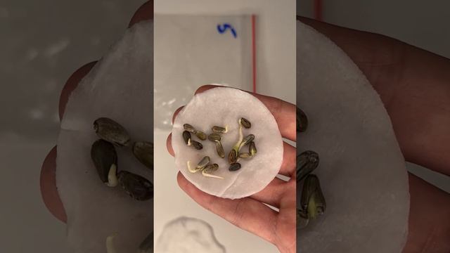 Уникальное Лечебное Растение для Здоровья! Улучшает кровообращение и работу ЖКТ! Обязательно посади смотреть онлайн