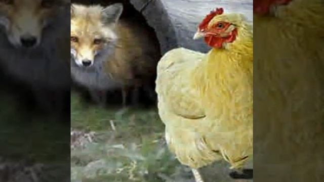 Лиса (стихи Анны Чекуновой) смотреть онлайн