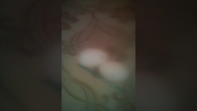 Оплод гусиных яиц.