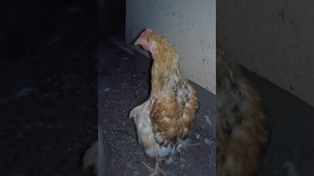 Курица-пингвин смотреть онлайн