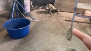 Замена заднего редуктора и подвесного подшипника Toyota Mark II JZX100