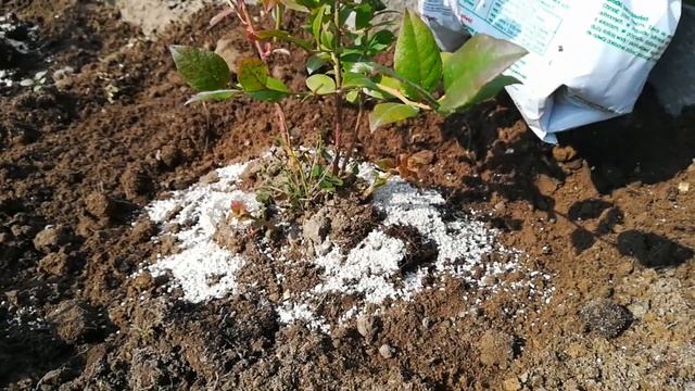 Посадка, уход и подкормка голубики. смотреть онлайн