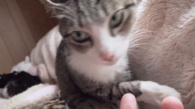 おてて美味しい猫 смотреть онлайн