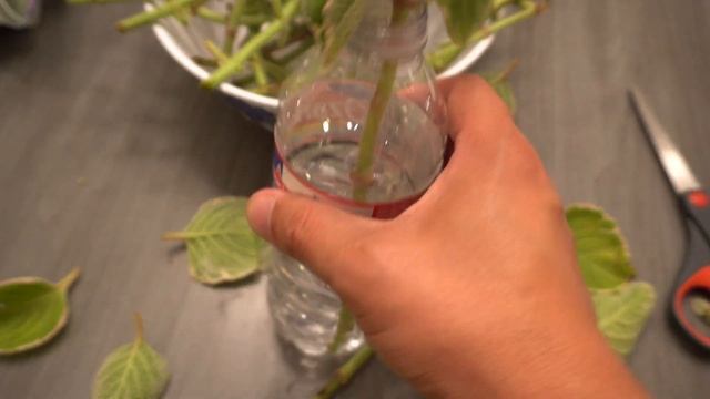 Propagate Cuban Oregano Forever - Can It Be Done? смотреть онлайн