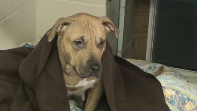 Kailee the Pitbull For Adoption (ADOPTED 12/4/10) смотреть онлайн