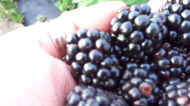 Шульц. Новый сорт ежевики. смотреть онлайн