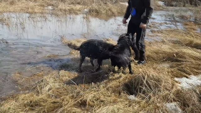 Вся правда о лабрадорах! Минусы породы лабрадор ретривер. смотреть онлайн