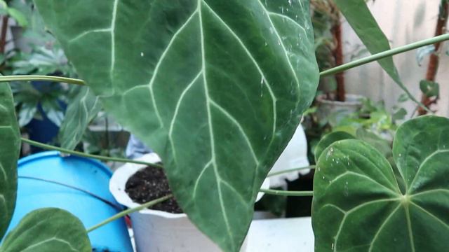 MY OVERGROWN ANTHURIUM MAGNIFICUM NEEDS A REPOT! смотреть онлайн