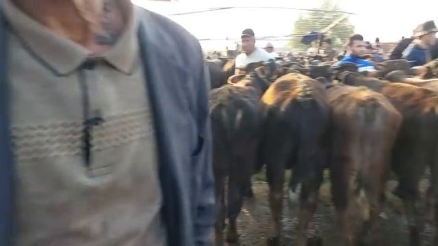 Uychi tumani Yorqõrģon mol bozori yosh buqalar narhlari 19.04.2023yil+99833.781.14.04 смотреть онлайн