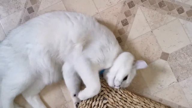 Кошачья мята с Алиэкспресс :) смотреть онлайн