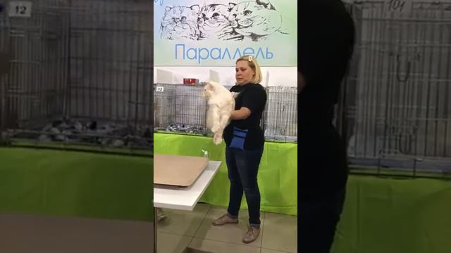 Darstan Sulamita Ring 5\18 2019.Питомник мейн кун котят "Суламита". г. Воронеж смотреть онлайн