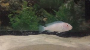 Аквариумная рыбка. Цихлида "Снежный принц".