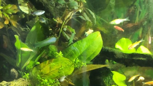 Аквариум в телевизоре смотреть онлайн