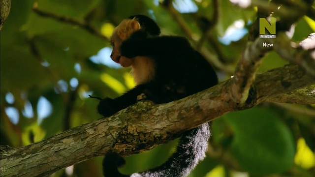  дикий 3 смотреть онлайн