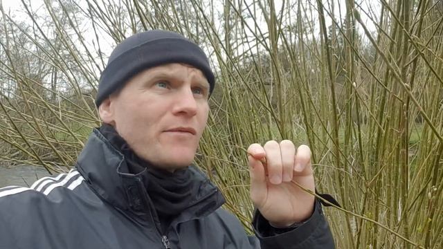 ?СЪЕДОБНЫЕ РАСТЕНИЯ ИВА? смотреть онлайн