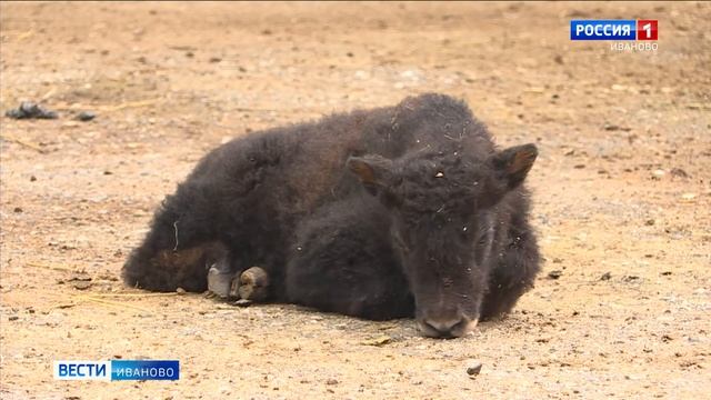Семья яков в Ивановском зоопарке принесла потомство смотреть онлайн