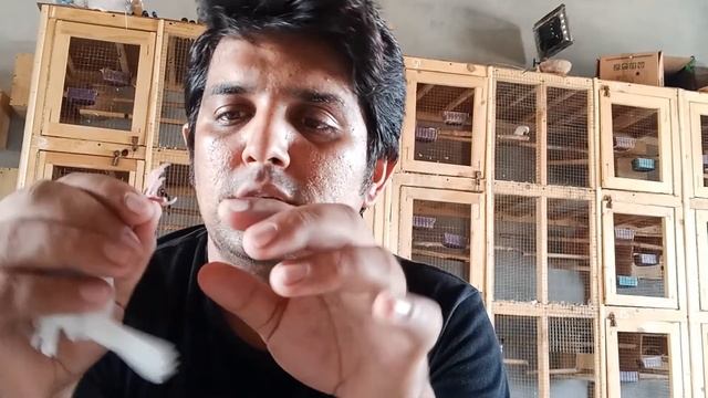 Do this thing before taking breed from Java bird | Birds breed | Birds cage | #birds #javasparrow смотреть онлайн