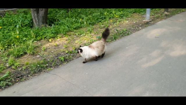 Кошка Моника