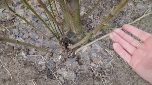 Слива-алыча КОМЕТА. Цветет, но не плодоносит. Может ей нужен опылитель?