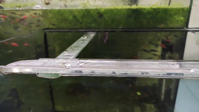 Продал ампулярию, суматранские с больницы в нерестовики и немножко работы) смотреть онлайн