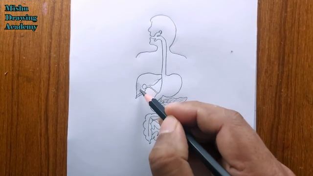 How To Draw Human Digestive System/human Digestive System Diagram