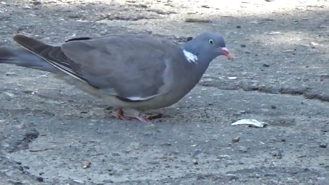 Красивый голубь голуби воркуют самые красивые голуби в мире смотреть онлайн