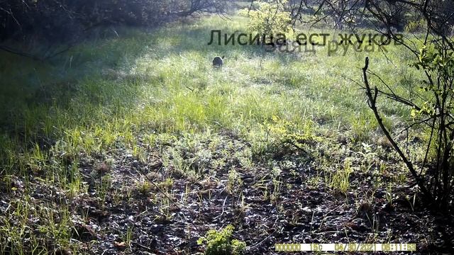 Жизнь одной лесной тропы на фотоловушку. 3 недели в лесу. Лисица ест жуков, барсук, зайцы, косули. смотреть онлайн