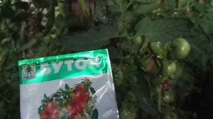 ЧТО ДЕЛАТЬ, ЕСЛИ НЕ ЗАВЯЗЫВАЮТСЯ ТОМАТЫ? Ольга Чернова.