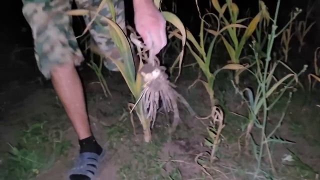 Муж пальчики оближет \ Готовлю кабачковую икру со своего огорода \ Любимая икра всей семьи смотреть онлайн