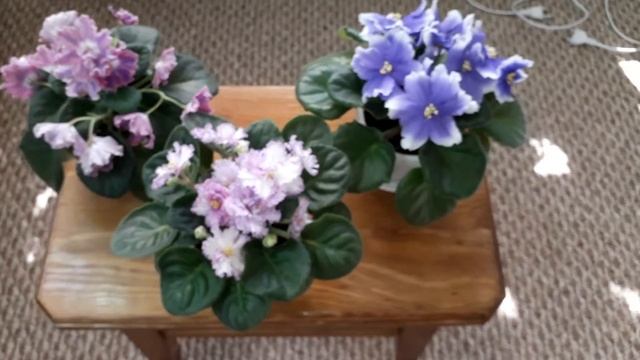 Фиалки DS-Пинка, РС-Серпантин, Humako Inches. Первое цветение смотреть онлайн