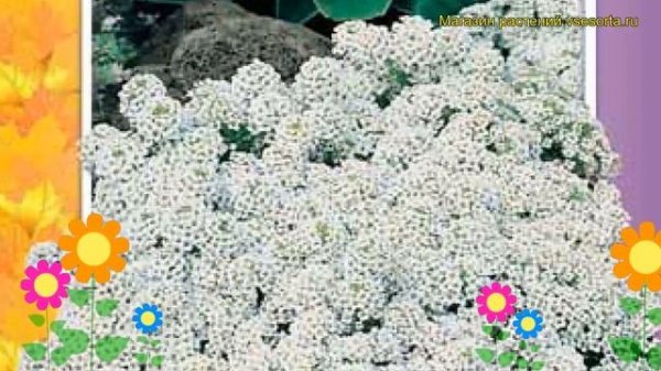 Алиссум Снежный ковер (Алиссум). Краткий обзор, описание характеристик, где купить, семена
