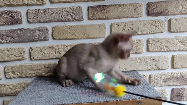 #МАШКАБУРМАШКА / Маша / Котенок американской бурмы / Играет / Burmese kitten / 3 мес смотреть онлайн