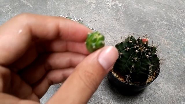 ? How to pick cactus scion? วิธีการเด็ดหน่อกระบองเพชร? смотреть онлайн