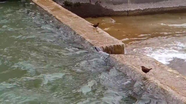 Птицы ныряют!!! Я такого не видел =) смотреть онлайн