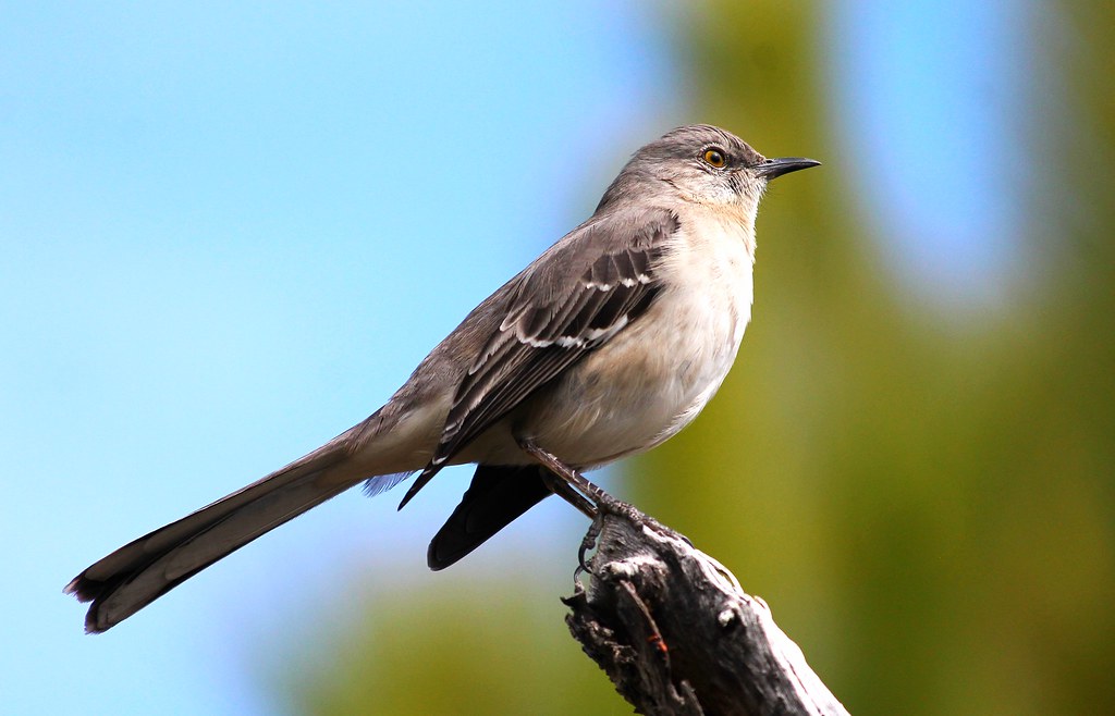Голоса птиц для детей звуки кошачьего пересмешника.Bird voices for kids sounds of a cat mockingbird смотреть онлайн