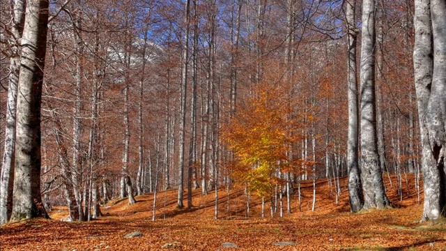 Осень ("Кроет уж лист золотой"), Майков А. смотреть онлайн