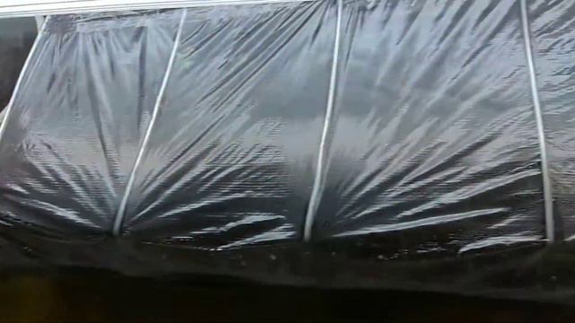 Эустома из семян. Часть 2. смотреть онлайн