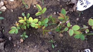 Самые не убиваемые Розы !!!100% надёжности! 4 преимущества корнесобственных роз!!!?❤️?