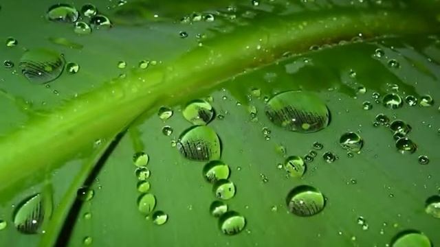 Цветотерапия зеленый цвет смотреть онлайн