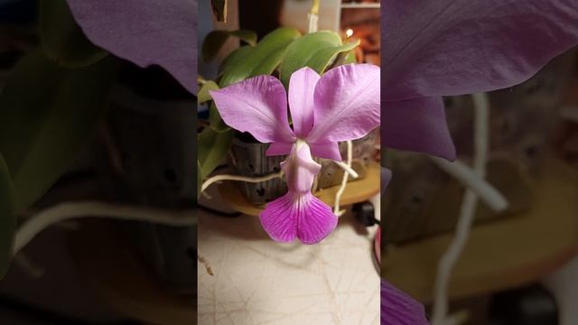 каттлея Walkeriana tipo .цветение и уход смотреть онлайн