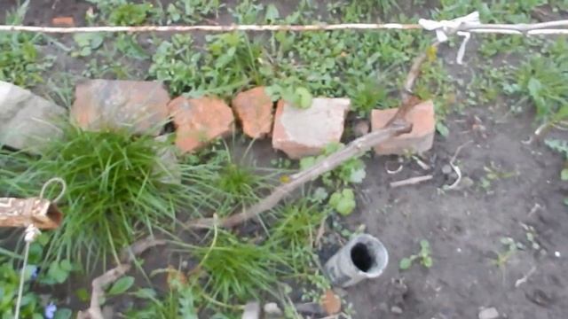 Виноград. Формируем голову куста. смотреть онлайн