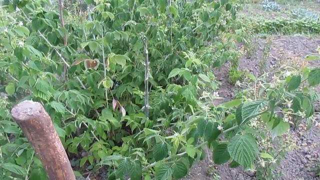 Подвязка ремонтантной малины - мой опыт смотреть онлайн