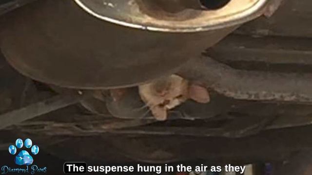 From Beneath the Car Came a Long and Desperate Meow смотреть онлайн