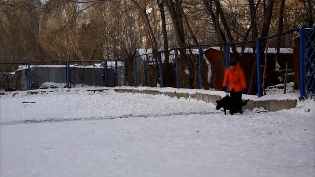 Гассер Поэл Яшма, возраст 1 год, занятия по защите. смотреть онлайн