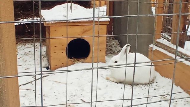 Заяц - самый страшный зверь! 🐰❤ Ульяновский зоопарк, 24 бек. 2023 смотреть онлайн