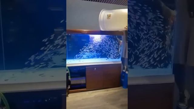 Accommodating fish 🐟 смотреть онлайн